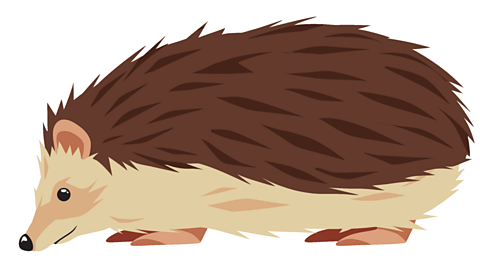 Illustration of a hedgehog