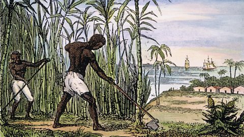 19th century engraving of enslaved Africans harvesting sugar cane.