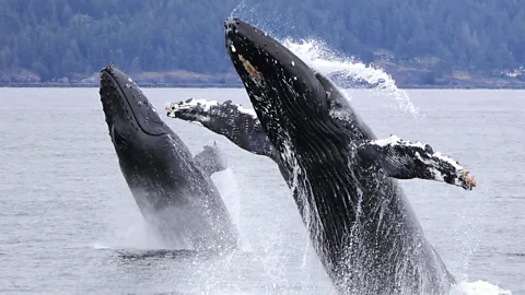 Prince of Whales A pair of humpback whales breach in the Strait of Georgia, part of the Salish Sea (Credit: Prince of Whales)