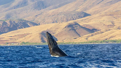 Getty Images Some humpback whales travel all the way from Alaska to Hawaii to breed (Credit: Getty Images)