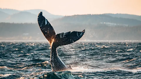 Prince of Whales The flat, horizontal lobes of a humpback whales' tail is unique to the individual, like a fingerprint (Credit: Prince of Whales)