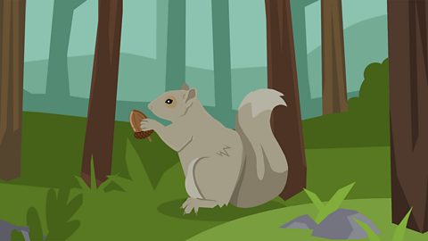 A squirrel holding an acorn in a woodland habitat
