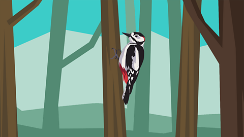 A woodpecker on the side of a tree trunk