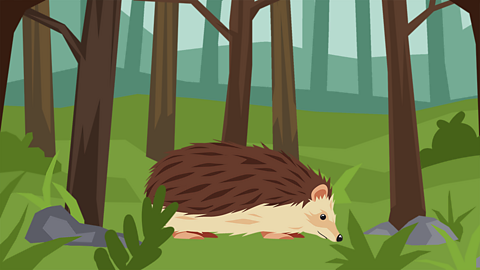 A hedgehog on the woodland floor