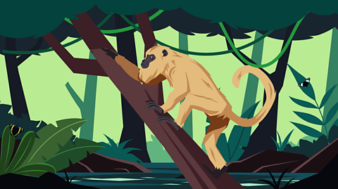A howler monkey climbing up a tree in the rainforest