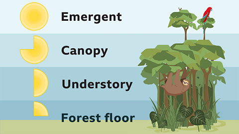 The layers of a rainforest - emergent, canopy understory and the forest floor