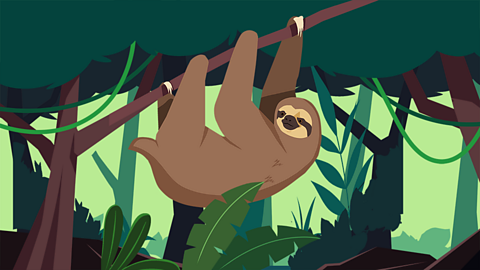 A sloth hanging from a branch