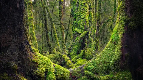 Getty Images Fiordland in New Zealand’s South Island was chosen to represent some of the wildest parts of Middle-earth (Credit: Getty Images)