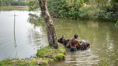 Nazly Ahmed Colombo is prone to flooding and the wetlands act as an important buffer (Credit: Nazly Ahmed)