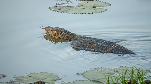 Nazly Ahmed The restoration has boosted wildlife populations in Colombo's wetlands (Credit: Nazly Ahmed)