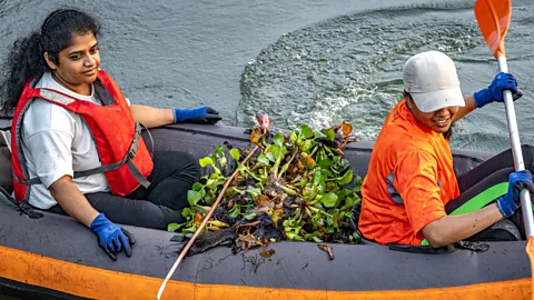 Nazly Ahmed Besides clearing rubbish from the wetlands, volunteers are also removing invasive water hyacinths (Credit: Nazly Ahmed)