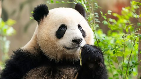 A giant panda with its paw to its mouth.