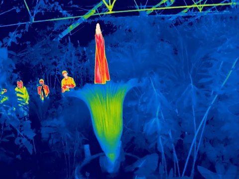 SRUC Infrared image of New Reekie titan arum (Credit: SRUC)