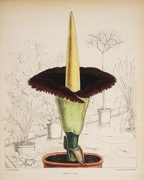 Linda Hall Library Drawing of a titan arum (Credit: Linda Hall Library)