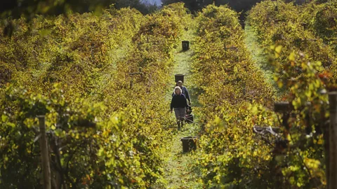 Alamy Karena perubahan iklim, para pembuat anggur di Inggris selatan kini dapat menanam anggur yang secara tradisional dikaitkan dengan Champagne (Kredit: Alamy)