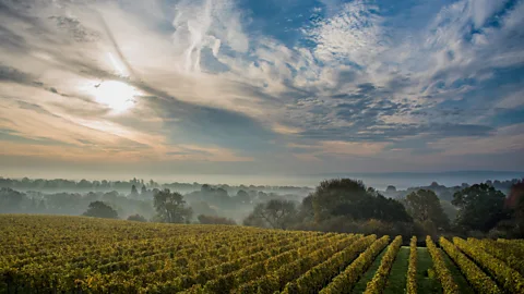 Guy Bell Setengah dari kebun anggur Inggris, seperti Ambriel, terletak di Sussex (Kredit: Guy Bell)