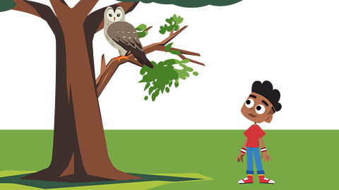 A young child standing at the base of a tree which has an owl perched in it