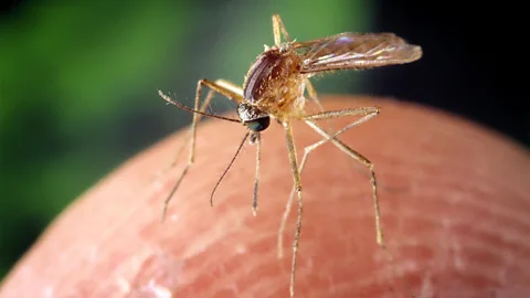 Getty Images A Culex quinquefasciatus mosquito biting a human finger (Credit: Getty Images)