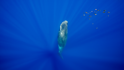 A sperm whale sleeps vertically 