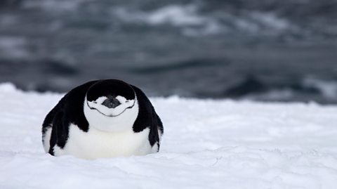 A chinstrap penguin sleeps 