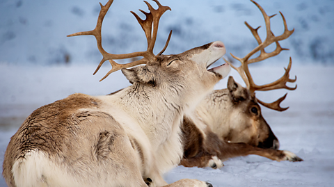 Two reindeers laying in the snow. 