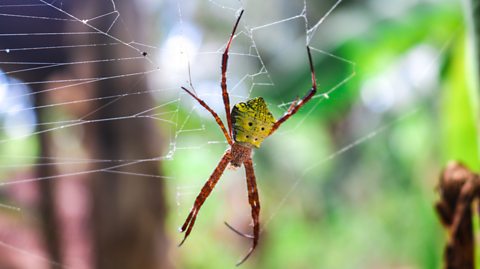 An orb-weaving spider in a cobweb