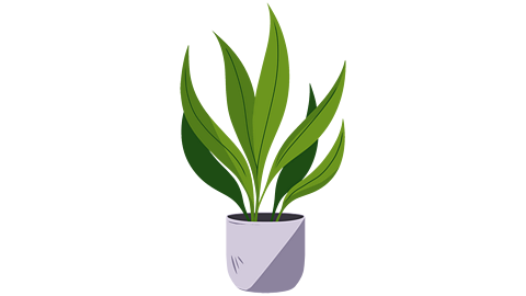 An aspidistra in a pot