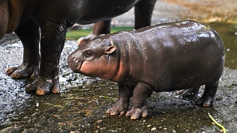 Getty Images Moo Deng standing next to her mother at Khao Kheow Open Zoo, Thailand (Credit: Getty Images)