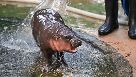 Getty Images Cute videos of Moo Deng playing have attracted a global audience – though she also has a darker side, and she has been known to bite her keepers (Credit: Getty Images)