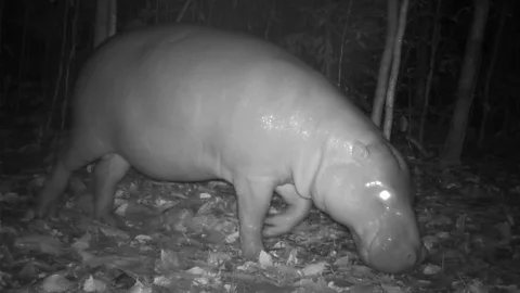 Fauna & Flora Pygmy hippos are extremely secretive, and have proved tricky to study in the wild (Credit: Fauna & Flora)