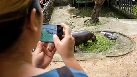 Getty Images When Moo Deng is fully grown, she may weigh up to 600 pounds (272kg) (Credit: Getty Images)