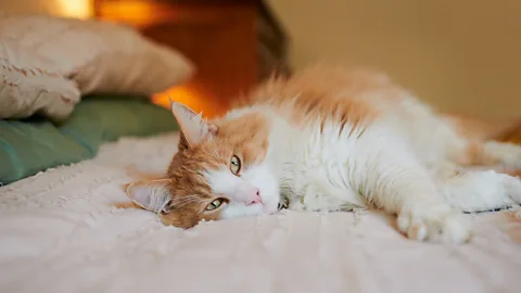 Getty Images If you let your pets sleep on your bed, that might increase the amount of bacteria on your bedclothes (Credit: Getty Images)