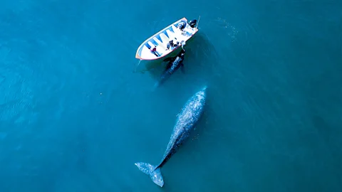 エルネスト・メンデス 海に浮かぶボートの横に立つクジラ（写真提供：エルネスト・メンデス）