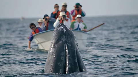 Alamy In the Laguna San Ignacio, curious gray whales voluntarily approach boats and people (Credit: Alamy)