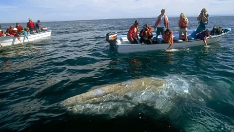 Alamy In the protected reserve, whales often rise above the water, as if asking to be touched (Credit: Alamy)