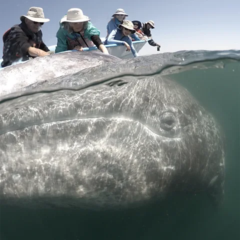 José Sanchez Mayoral's first peaceful "encounter" with the whales has inspired conservation and new eco-tourism efforts (Credit: José Sanchez)