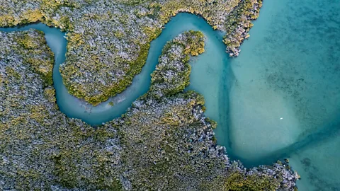 Claudio Contreras The restoration of the lagoon's mangroves is an important part of the fight to help sustain the whales' migratory path (Credit: Claudio Contreras)