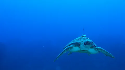 Thiege Rodrigues A green turtle swims in the ocean with a satellite tag attached to its back (Credit: Thiege Rodrigues)