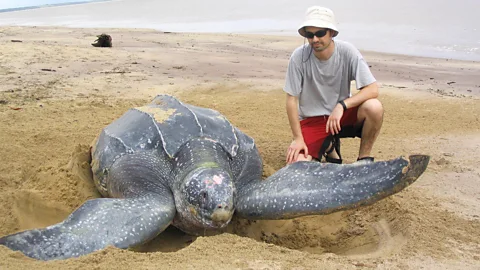 Tom Doyle Leatherback turtles can live for 100 years and spend much of there lives travelling the seas alone (Credit: Tom Doyle)