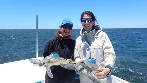 Florida State University Researchers Mariana Fuente and Simona Ceriani hold green turtles after attaching satellite tags to their backs (Credit: Florida State University)