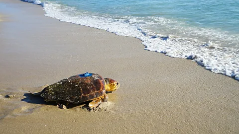 Evan Copper/Sea Turtle Conservancy A loggerhead turtle returns to the ocean with a satellite transmitter attached by researchers at the Sea Turtle Conservancy (Credit: Evan Copper/Sea Turtle Conservancy)