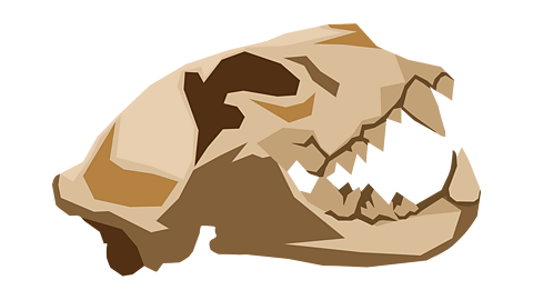 A lion skull