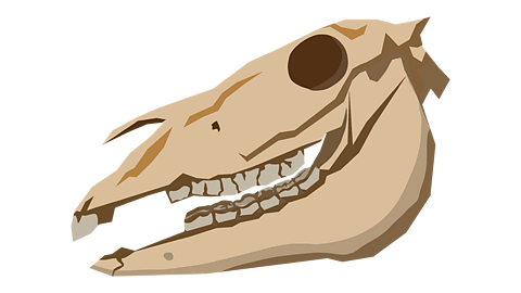 A horse skull