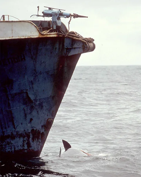 Rex Weyler Rex Weyler's 1975 image of a whale being harpooned by a Russian vessel made headlines around the world (Credit: Rex Weyler)