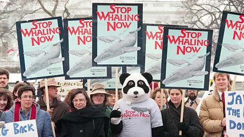 Getty Images Environmentalists demonstrate near the White House in 1988 against Japan's whaling fleet (Credit: Getty Images)