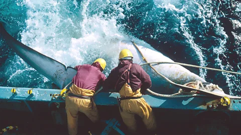 Getty Images A moratorium on commercial whaling was implemented by the International Whaling Committee in 1982, although some countries still allow it today (Credit: Getty Images)