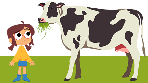 A young girl watching a cow eat a mouthful of grass