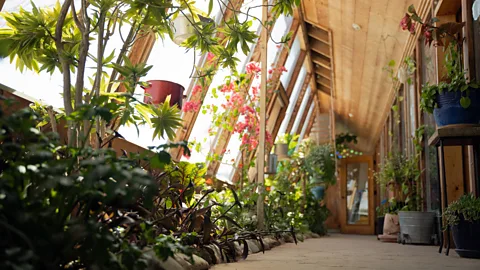 Earthship Biotecture Each Earthship has a greenhouse on one side so residents can grow their own food (Credit: Earthship Biotecture)