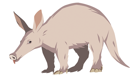 An illustration of an Aardvark