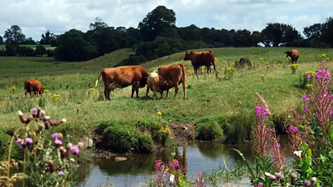 Eibhlis Gale-Coleman The trail's idyllic scenery is at odds with the harrowing story of the 1,490 people who walked this route in 1847 (Credit: Eibhlis Gale-Coleman)